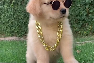 do 3d amazon dog products, ugc video ads or cat pet product