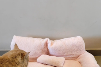 create dog or cat ugc contents for your product and pet services