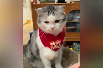 create funny pets compilations , funny animals videos for social media in 24hr