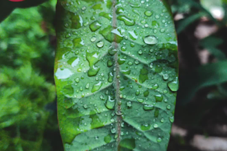 provide adobe lightroom presets to you
