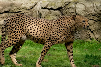 create wildlife animal videos for youtube channel
