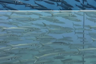 editing or check color grading underwater video