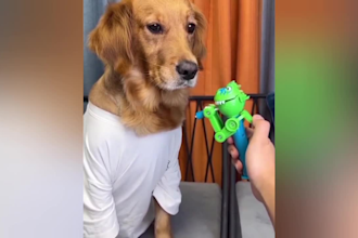 create 1500 funny animals shorts, youtube shorts, shorts videos within 24hr