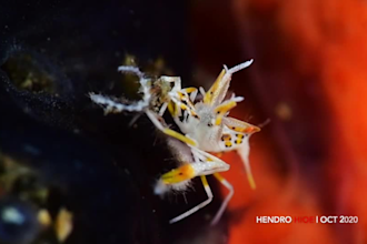 do an underwater macro videography professional result