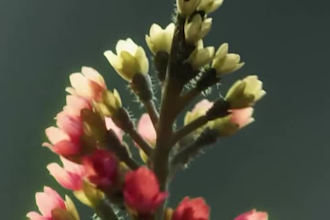 render realistic cgi flower plant, 3d trees, 3d plant model, 3d plant animation