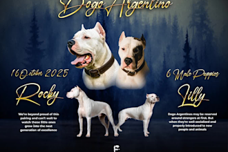 design a premium kennel or dog breeding flyer, motion graphics flyer