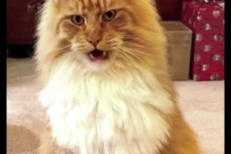 make your pet sing happy birthday song and funny video