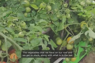 professionally translate from hindi to english and make caption or subtitle