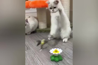 best funny fails compilation videos for youtube