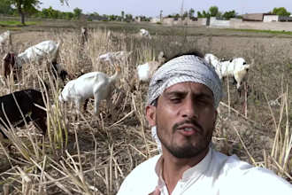 wish birthday with goats and sing birthday song