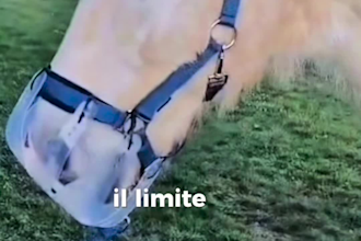 do ugc video with my horse