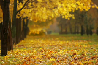 create youtube channel and 30 relaxing, rain, meditation music videos for you