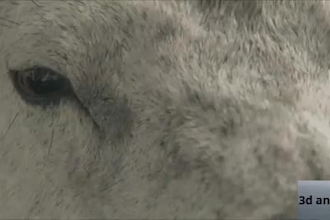 integrate realistic 3d animal animation, animal model, 3d animation, vfx, cgi