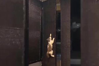 create funny animal compilation videos for youtube