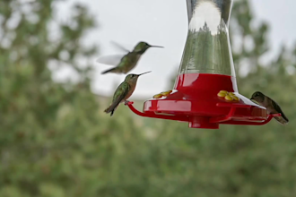 make relaxing meditation videos with bird chirping