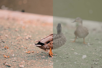 color correct and grade your footage