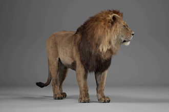 cgi 3d animal model with xgen hair and fully rigged animal, 3d animal animation