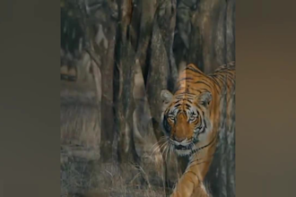 edit wild animal fight, animal documentary video for youtube