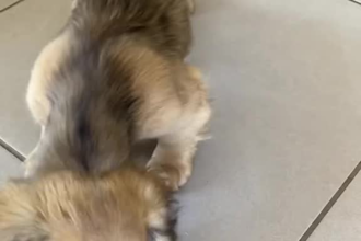 create an amazon ugc video ad for a dog or a cat product, ugc pet
