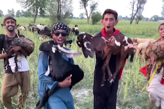 do funny african happy birthday video with my beautiful goats