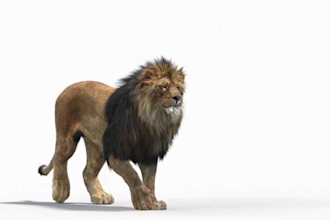 integrate 3d animal animation 3d animal model 3d animal rig vfx compositing xgen