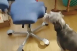 create funny animal compilation videos for youtube , tiktok