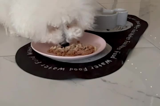 create ugc content with dog