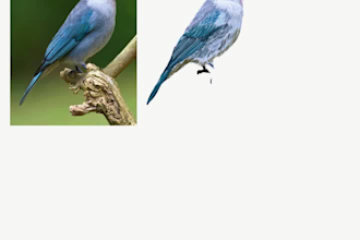 illustrate a custom bird artwork inspired by your vision