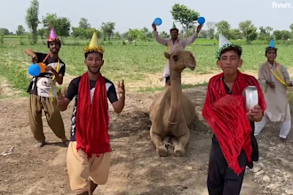 wish you crazy funny happy birthday video with sheeps and spokeperson