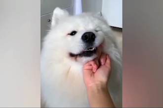 create funny pets animal videos for youtube