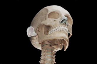 do 3d medical animation skeletal anatomy animation orthopedic surgery 3d model