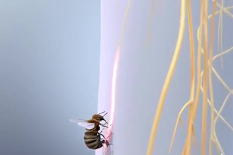 create realistic 3d medical, health and pharmaceutical drug mechanism animation