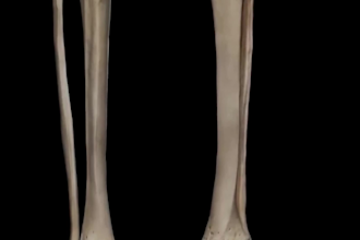 3d medical animation surgery animation 3d human anatomy video skeleton anatomy