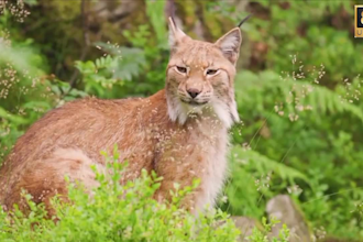 create wild animals videos ,animals videos for youtube in 24hr