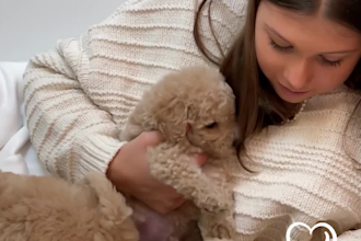 write SEO blog and articles about dogs, cats and all pets
