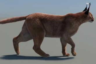 3d animal model,animal rigging, 3d animal animation, 3d creature, xgen hair, fur
