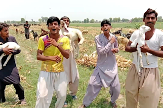 do best funny happy birthday video