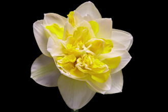 do 3d plant 3d flower design 3d plant animation 3d flower animation flower store