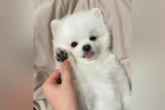 create funny pets compilation, funny animal videos for youtube