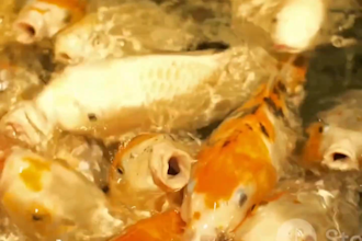 design unique fish feed formulations for you