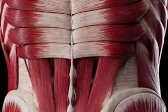 3d medical avatar, medical animation, 3d surgery animation, anatomical animation