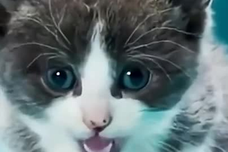 do ai funny talking animal video, ai talking pet, ai lip sync, ai product ads