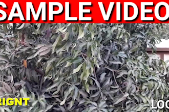make viral video meme in 1 hour