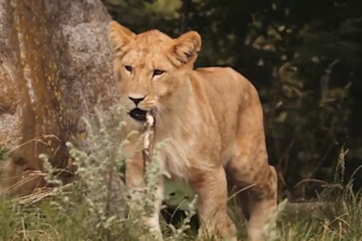 create wild animals videos ,animals documentary videos for youtube
