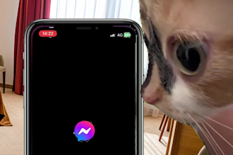create a funny viral video with trending kittens