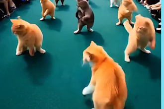 create stunning ai cat videos fact ai cat shorts,reels and tiktok
