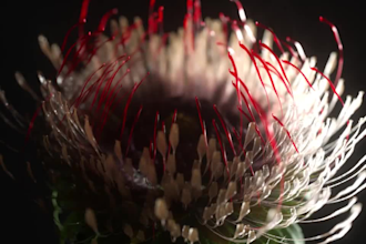 do 3d flower animation, 3d plant animation, 3d flower model, flower animation