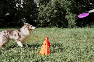 create ugc video ad with dog model