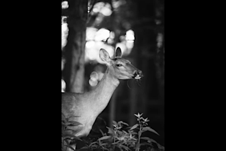 add color to videos and photos