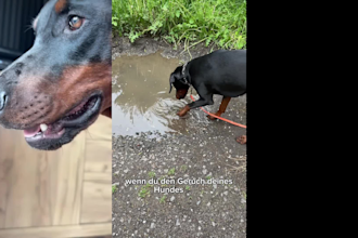 create unique ugc with my dog